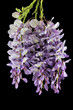 Wisteria Sinensis - Mor salkim - Purple cluster