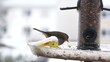 Vögel am Futterhaus