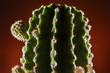 Cactus whit bud close up