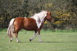 Ponette au trot dans un pré