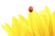 ladybug on sunflower