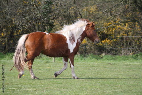 Photo: Ponette au trot dans un pré Ponette au trot dans un pré