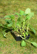 Kohlrabistecklinge
