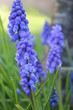 Muscari armeniacum