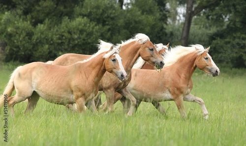 Photo: Batch of chestnut horses running together in freedom Batch of chestnut horses running together in freedom