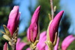 Magnolia