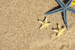 fondo de verano con estrellas de mar