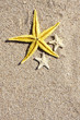 fondo de verano con estrellas de mar