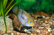 Cichlasoma sajica fish in aquarium