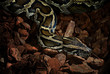tiger python close-up in low key light