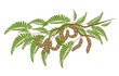 Fresh Brown Tamarind Pods on Tree Branch