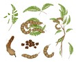 Set of Fresh Tamarind Pod and Leaves
