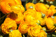 Rose Gialle
