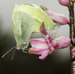 small white butterflies mating / Pieris rapae