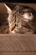 Foto: nice cat nice cat