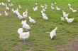 Photo: Biological chicken Biological chicken