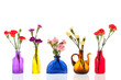 Colorful Dianthus In Little Gl...