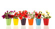 Colorful Dianthus In Little Gl...