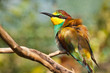 Bienenfresser (Merops apiaster)