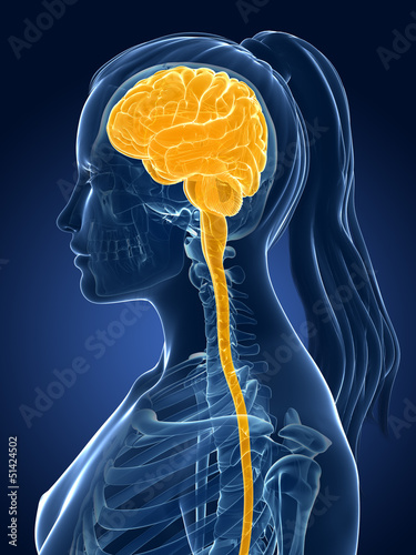 Illustration: 3d rendered medical illustration - female brain 3d rendered medical illustration - female brain