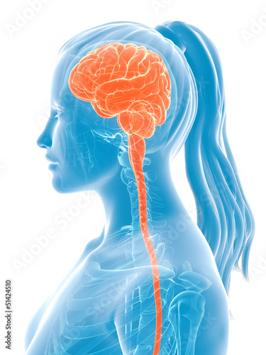Illustration: 3d rendered medical illustration - female brain 3d rendered medical illustration - female brain