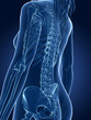 3d rendered medical illustration - female skeleton