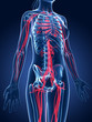 Illustration: 3d rendered medical illustration - female blood vessels 3d rendered medical illustration - female blood vessels