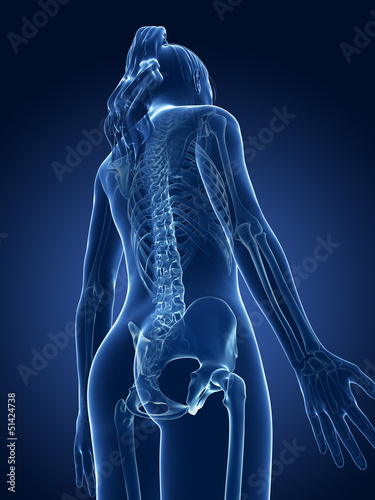 Illustration: 3d rendered medical illustration - female skeleton 3d rendered medical illustration - female skeleton