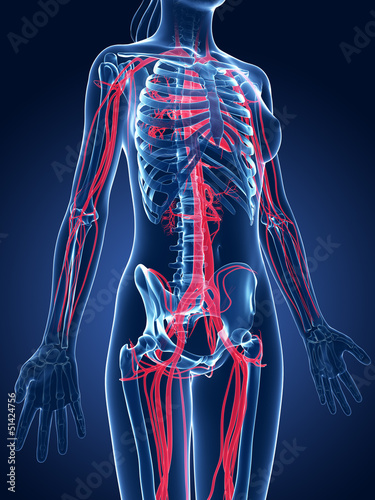 Illustration: 3d rendered medical illustration - female blood vessels 3d rendered medical illustration - female blood vessels
