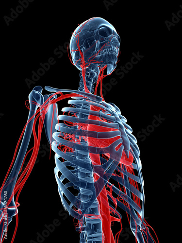 Illustration: 3d rendered medical illustration - vascular system 3d rendered medical illustration - vascular system