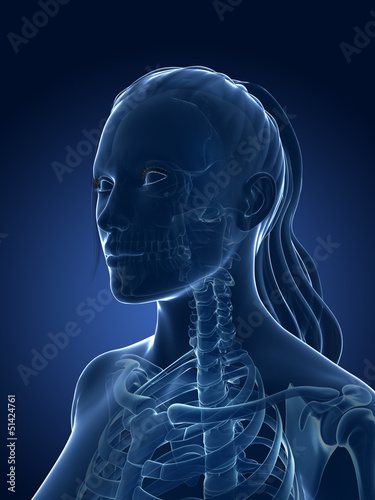 Illustration: 3d rendered medical illustration - female skeleton 3d rendered medical illustration - female skeleton