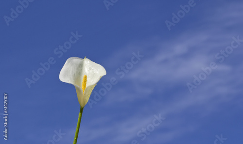 Photo: Calla lily Calla lily