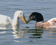 Photo: Ducks Ducks