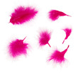 Beautiful decorative feathers, isolated on white