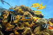 Thriving sea life in a coral reef