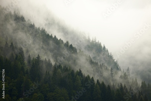 Photo: Forest Fog Forest Fog