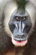 Foto: Drill monkey Drill monkey