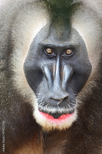 Photo: Drill monkey Drill monkey