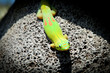 Colorful Sunning Gecko