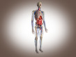 Man skeleton with internal organs. 3 D digital rendering.