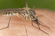 Mosquito sucking blood, macro photo
