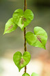 Foto: Leaf Leaf