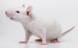 white rat - pet