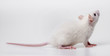 white rat - a pet animal