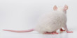 a white rat back side