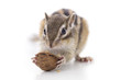 オニグルミを食べるシマリス