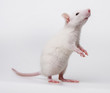 white rat
