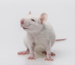 white mouse