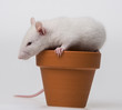 white rat playing in a flower pot