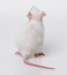 white rat back side